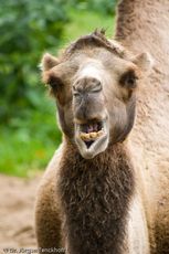 Kamel (39 von 108).jpg